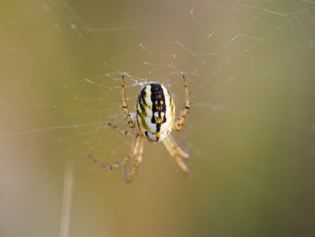 Close up of a Mangora acalypha spider sitting on his webの写真素材