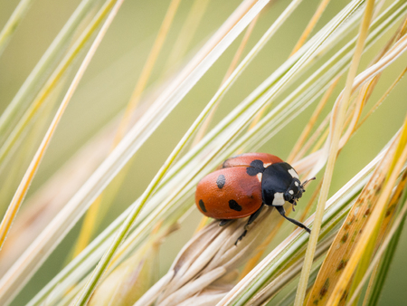The seven-spot ladybird (Coccinella septempunctata) sitting on grainの写真素材