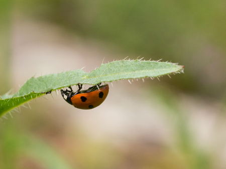 The seven-spot ladybird (Coccinella septempunctata) sitting on a green leafの写真素材