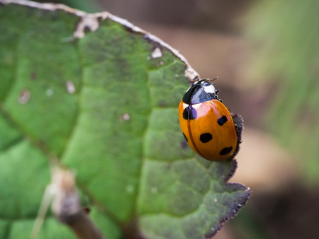 The seven-spot ladybird (Coccinella septempunctata) sitting on a green leafの写真素材