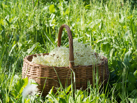 Blossom of elder plant in wooden basket, healthy herb using in medicineの写真素材