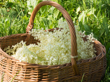 Blossom of elder plant in wooden basket, healthy herb using in medicineの写真素材