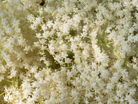Close up of elder blossom, healthy herb using in medicineの写真素材