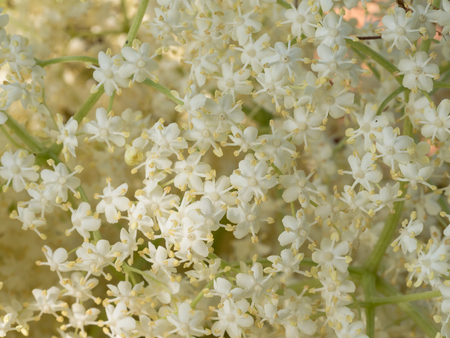 Close up of elder blossom, healthy herb using in medicineの写真素材