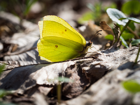 Beautiful Gonepteryx rhamni (common brimstone) sitting on a ground on a sunny spring dayの写真素材