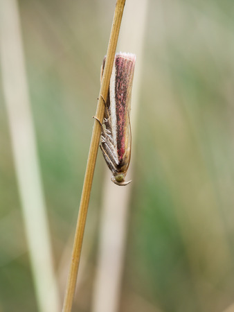Oncocera semirubella sitting on a grass, it is a small moth of the family Pyralidae. It is found in Europe.の写真素材