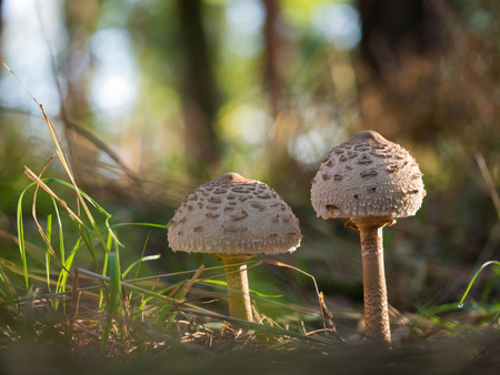 Young parasol mushrooms (Macrolepiota procera or Lepiota procera)growing in the woodの写真素材
