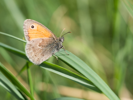 Beautiful small heath ( Coenonympha pamphilus ) butterfly sitting on a green blade of grass on a...