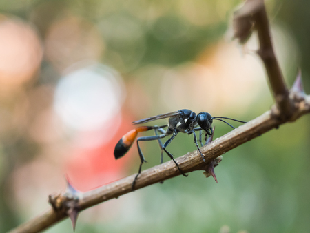 Red-banded sand wasp ( Ammophila sabulosa )on of the subfamily Ammophilinae of the hunting wasp...
