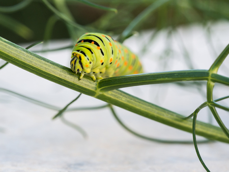 Swallowtail butterfly (Papilio machaon) caterpillar feeding on a wild fennel plantの写真素材