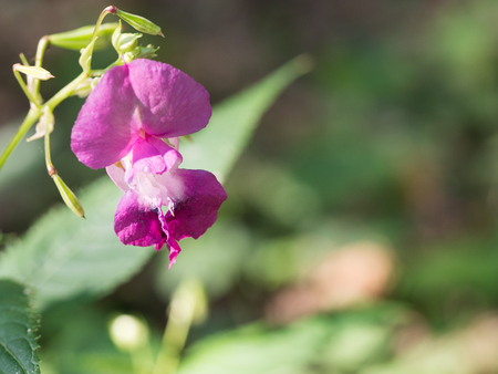 Pink blossom of Impatiens glandulifera flower - Policeman's Helmet, Bobby Tops, Copper Tops, and Gnome's Hatstandの写真素材