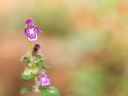 Blossom of Lamium maculatum flower( spotted dead-nettle or spotted henbit or purple dragon ) on sunny summer dayの写真素材