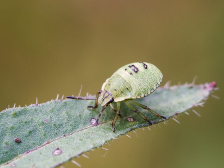 The green shield bug nymph - Palomena prasina - sittng on a green leaf