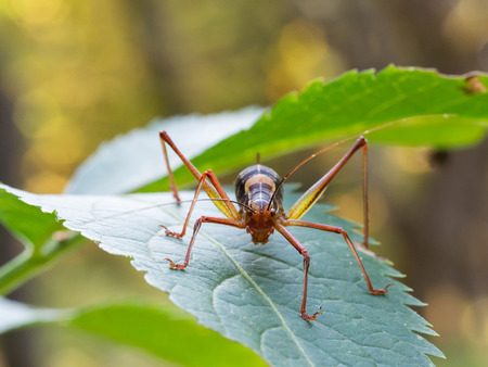 Beautiful Barbitistes constrictus grasshopper sitting on a green leaf in the woodland