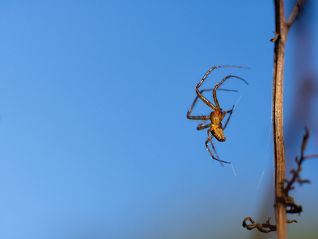 Metellina segmentata - spider in the Tetragnathidae family sitting on his web in autumn sunlightの写真素材