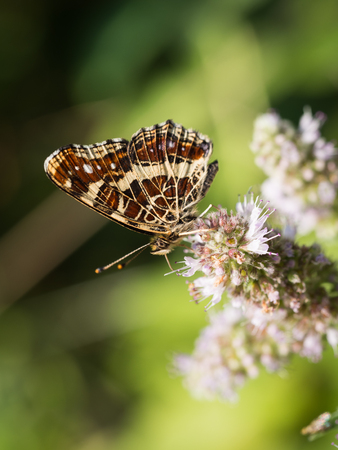 Map butterfly (Araschnia levana)from second generation sitting on a flower on a sunny autumn dayの写真素材