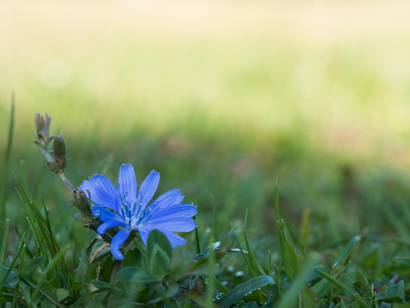 Common chicory ( blue daisy, blue dandelion, blue sailors, blue weed, bunk, coffeeweed, cornflower ) blooming blue flower on a meadowの写真素材