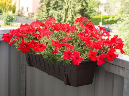 Red petunia flowers in flowerpot at balcony blooming in summerの写真素材