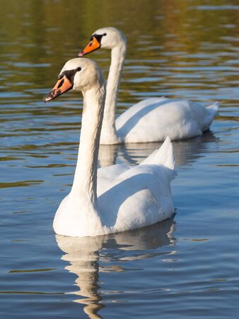 Beautiful pair of swans (cygnus olor) in lake in the golden evening lightの写真素材