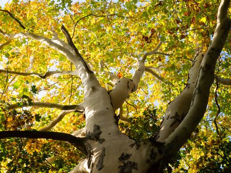 Majestic platanus tree with golden leaves in autumn sunny dayの写真素材