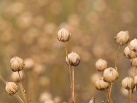 Detail of dry flax plant capsules with seedsの写真素材