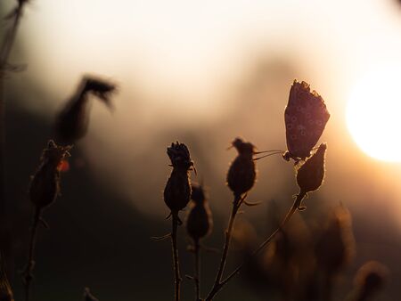 Chalkhill blue silhouette (Lysandra coridon) butterfly sleeping at sunrise in the morning lightの写真素材