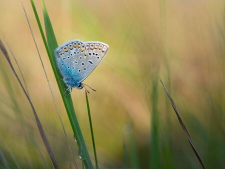 Common blue butterfly (Polyommatus icarus) male resting in early morning on blade of grass