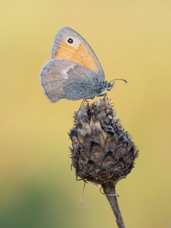 Closeup of small heath butterfly (Coenonympha pamphilus) sitting on plant in early morning