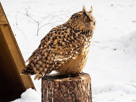 Portrait of Eurasian eagle-owl (Bubo bubo) bird in snowy winter timeの写真素材