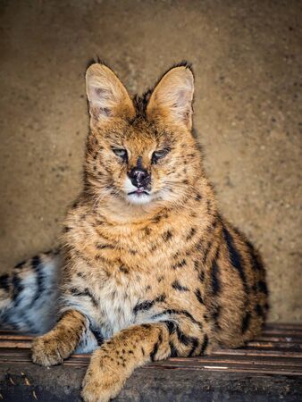 Portrait of Serval cat (Leptailurus serval) lying and watchingの写真素材