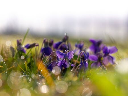 Viola flower blooming in early morning in grass