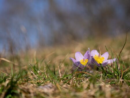 Pulsatilla grandis flowers blooming in the early spring on meadow