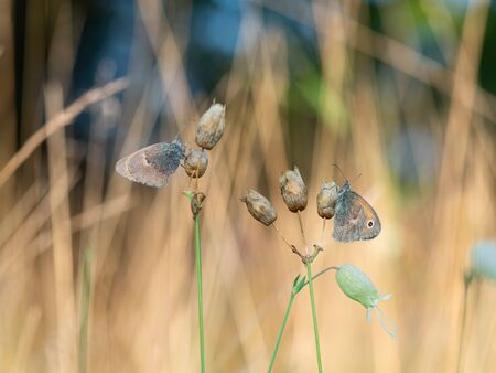 Two Small heath (Coenonympha pamphilus) butterflies resting in early morning on silene nutans plant