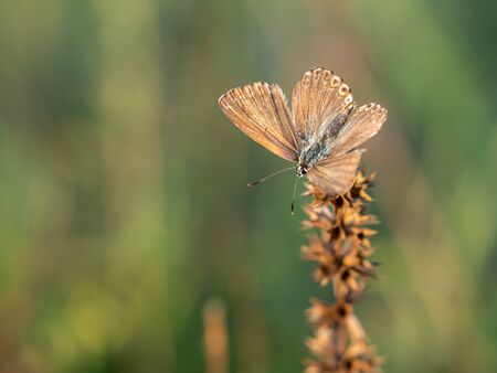 Female of Chalkhill blue butterfly (Lysandra coridon) resting in sunny summer day