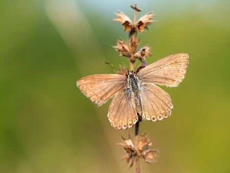 Female of Chalkhill blue butterfly (Lysandra coridon) resting in sunny summer day