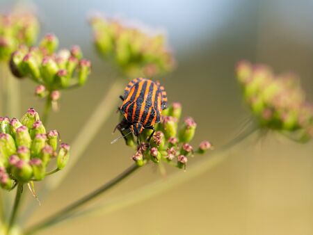 Graphosoma lineatum is red and black shield bug in the family Pentatomidae, resting in sunny day