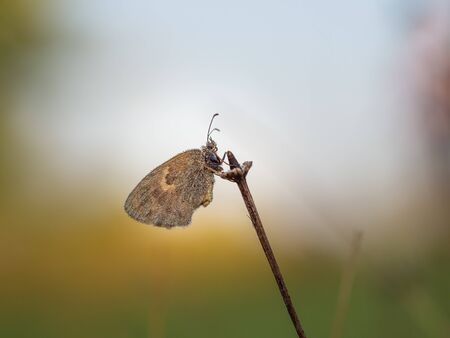 Small heath (Coenonympha pamphilus) butterfly resting in early morning on sunny summer day with...