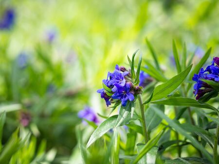 Lithospermum purpurocaeruleum (purple gromwell) herbaceous plant blooming with blue flowers on green...