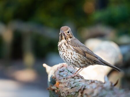 Song thrush (Turdus philomelos) bird sitting on wooden fence with earthworm in beak