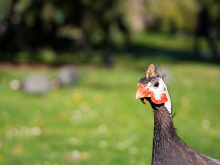 Helmeted guineafowl (Numida meleagris) bird feeding on green grass in park, portrait