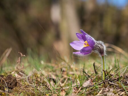 Pulsatilla grandis single flower blooming in the early spring on meadow
