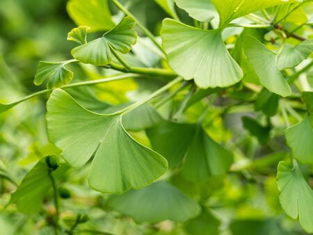 Detail of green leaf of Ginkgo biloba - maidenhair treeの写真素材