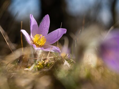 Pulsatilla grandis flower blooming in the early spring on meadow