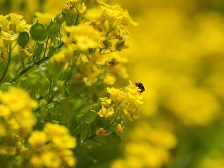 Yellow blossom of Aurinia saxatilis flower and honeybee, blooming in spring