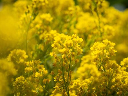 Yellow blossom of Aurinia saxatilis flower, blooming in spring