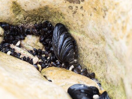Blue mussels (mytilus edulis) growing in rock crevices, Croatia