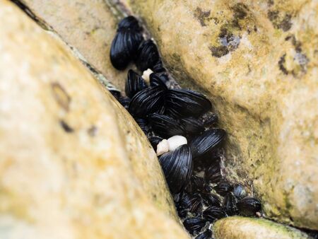 Blue mussels (mytilus edulis) growing in rock crevices, Croatia