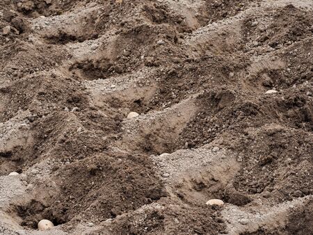 Seed potatoes lying in trench in soil, planting potatoes in spring garden