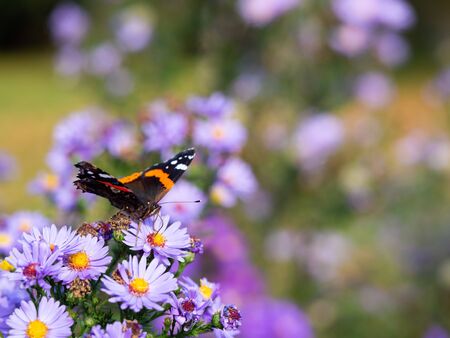 Red admiral butterfly (vanessa atalanta) sitting on purple Chrysanthemums flower on sunny summer day の写真素材