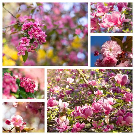 Flowers of blooming trees in spring collage, set of spring photosの写真素材
